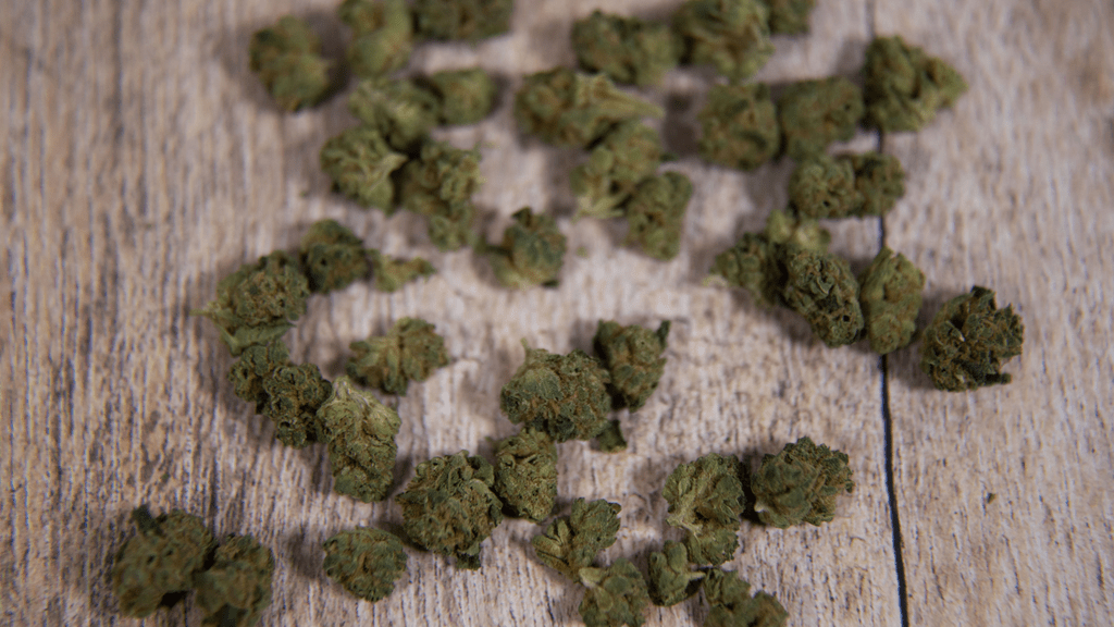 Clearwater’s Cannabis Scene: Festivals and Events You Can’t Miss